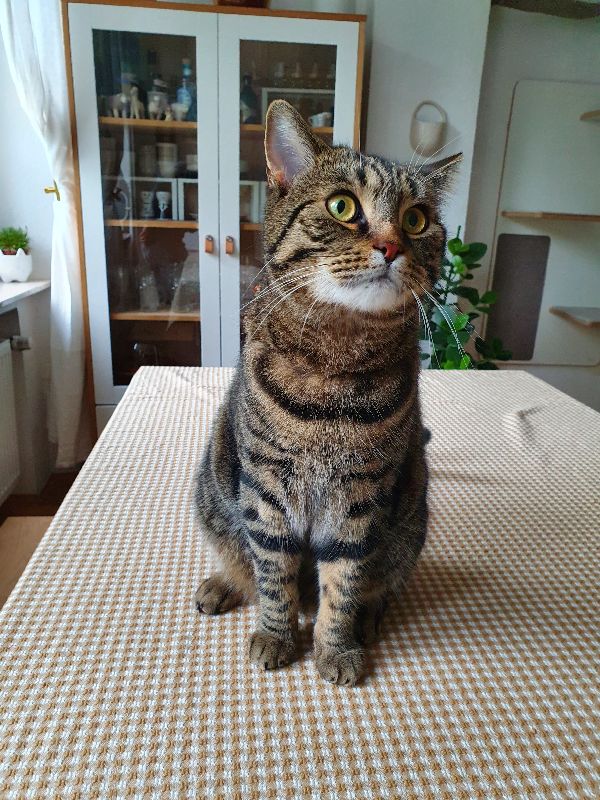 Katzen Psychologe und Sitter Köln EKH Kater Toti wartet auf Futter